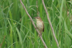 Acrocephalus schoenobaenus