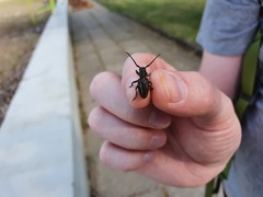 Neodorcadion bilineatum