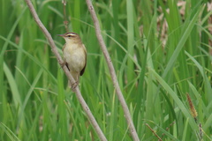Acrocephalus schoenobaenus