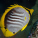 Blackback Butterflyfish - Photo (c) Mark Rosenstein, some rights reserved (CC BY-NC-SA)