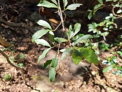 Ochna pretoriensis