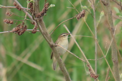 Acrocephalus schoenobaenus