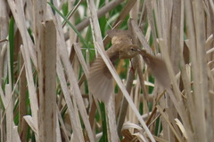 Acrocephalus schoenobaenus