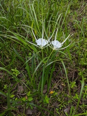 Hymenocallis crassifolia