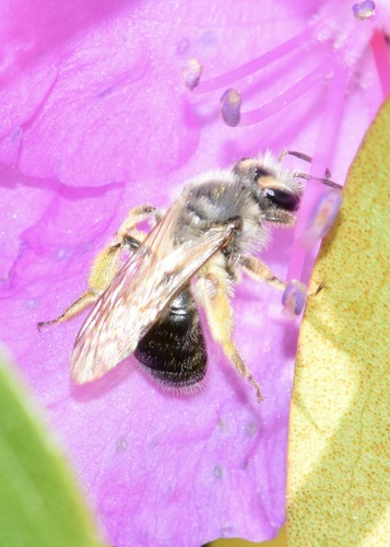 Brown-fovea Miner
