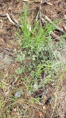 Allophyllum divaricatum