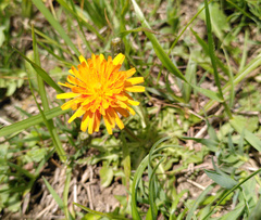 Crepis aurea