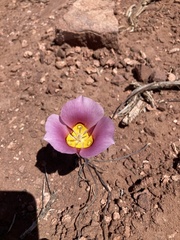 Calochortus nuttallii
