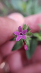 Allophyllum divaricatum