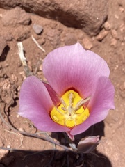 Calochortus nuttallii