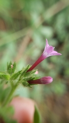 Allophyllum divaricatum