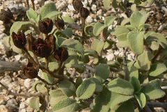 Cistus parviflorus