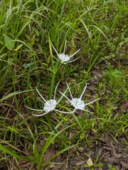 Hymenocallis crassifolia