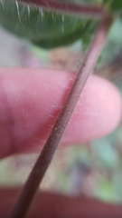 Allophyllum divaricatum