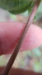 Allophyllum divaricatum