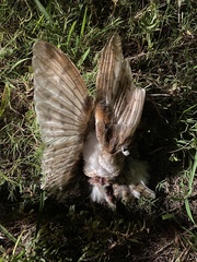 Tyto alba delicatula