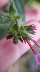 Allophyllum divaricatum