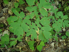 Passalora caulophylli