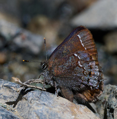Callophrys muiri