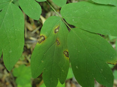 Passalora caulophylli