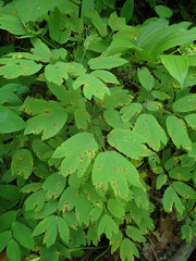 Passalora caulophylli