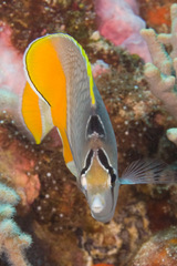 Chaetodon xanthurus