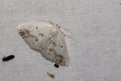 Lomographa temerata