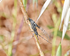 Agapanthia suturalis