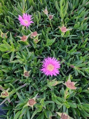 Carpobrotus acinaciformis