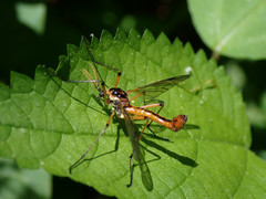 Tanyptera dorsalis