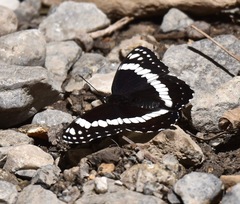 Limenitis weidemeyerii nevadae