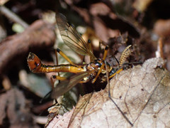 Tanyptera dorsalis