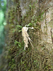 Akanthomyces aculeatus