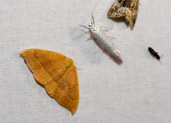 Watsonalla cultraria