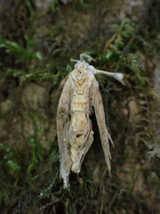 Akanthomyces aculeatus