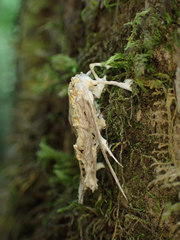 Akanthomyces aculeatus