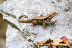 Leiocephalus macropus