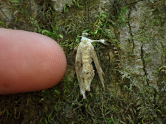 Akanthomyces aculeatus