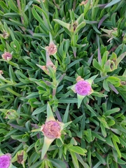 Carpobrotus acinaciformis