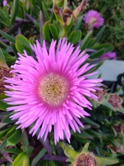 Carpobrotus acinaciformis