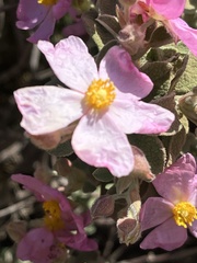 Cistus parviflorus