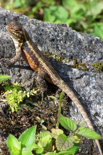 Teapen Rosebelly Lizard