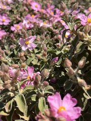 Cistus parviflorus