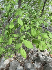 Ulmus