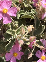 Cistus parviflorus