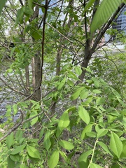 Ulmus