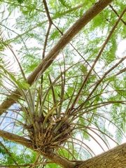 Tillandsia × floridana