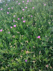 Carpobrotus acinaciformis