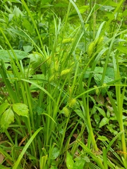 Carex lurida