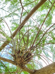 Tillandsia × floridana